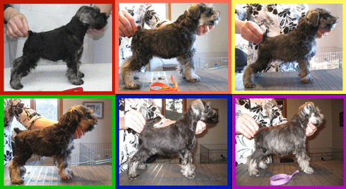 pups2011