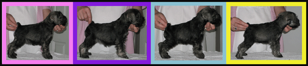 pupp10